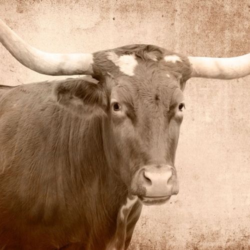 Texas Longhorn - Mint by Michelle decoupage papier A1