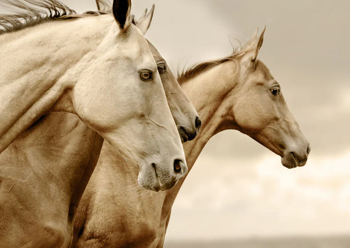 Sepia Horses - Mint by Michelle decoupage papier A1