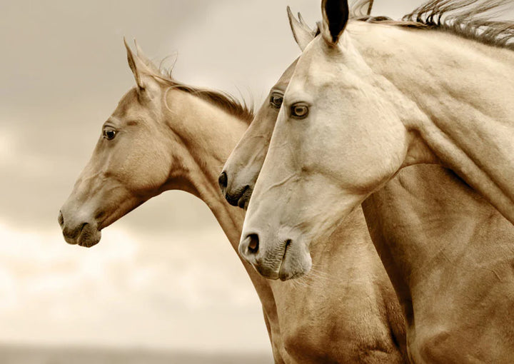 Sepia Horses REVERSED - Mint by Michelle decoupage papier A1